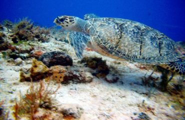 Sailndream : location de voiliers à Porto Rico Caraïbes, location de bateaux à Porto Rico Antilles